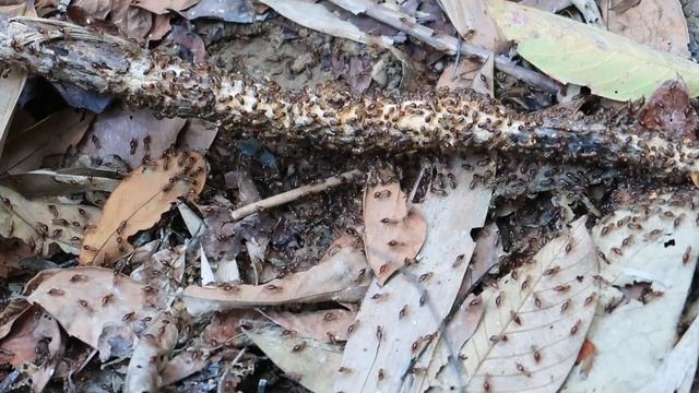 Survival Challenge - Survival Alone In The Rainforest | EP.64 - Wild Foraging