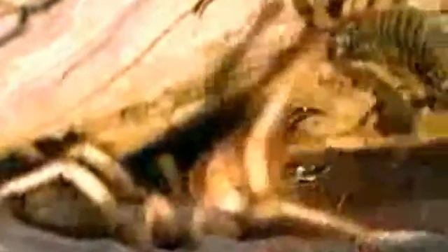 Weird Animals - Camel Spider смотреть онлайн