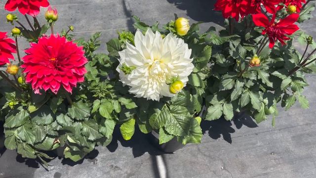 Las nuevas plantas de la Tienda смотреть онлайн