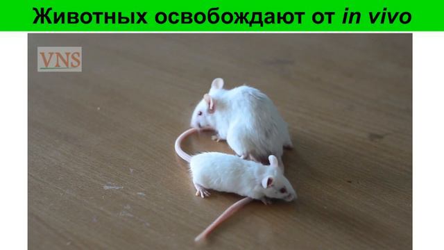 Животных освобождают от исследований in vivo смотреть онлайн