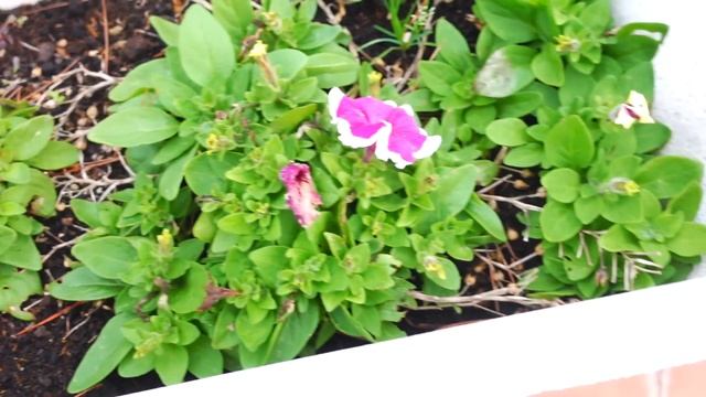 VLOG: ЧТО-ТО Я ЗАПУТАЛАСЬ! СКОЛЬКО ЛЕТ МЫ ВМЕСТЕ? 20.12.22 смотреть онлайн