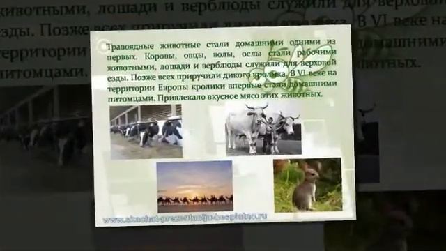 Презентация на тему Домашние животные смотреть онлайн