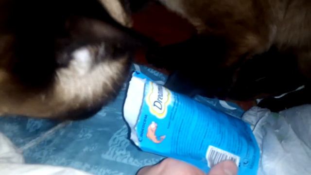 Кошка голодная смотреть онлайн