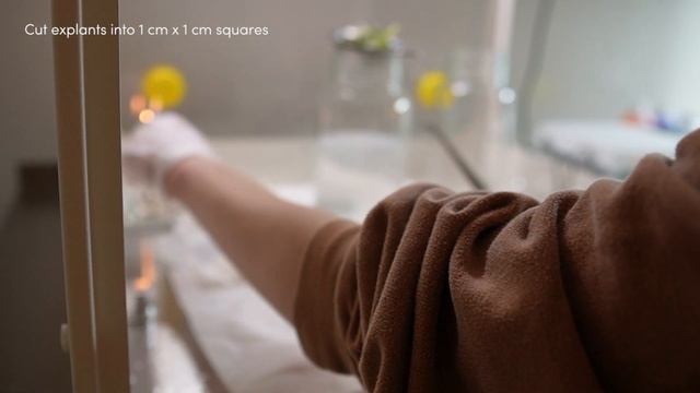 How To Establish A Plant In Tissue Culture | TC Made Easy