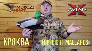 Обзор линейки чучел кряквы Topflight фирма Avian-X