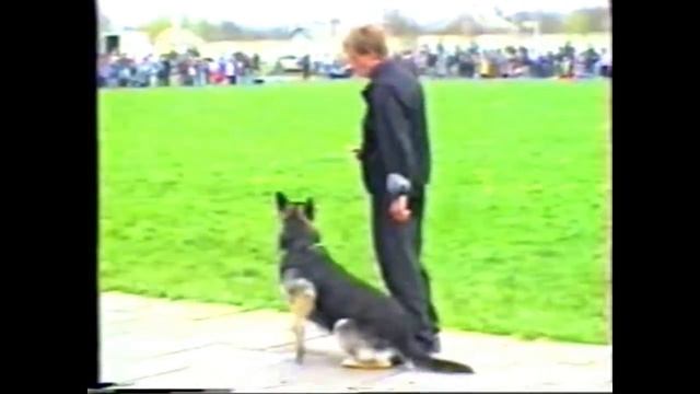 Дрессировка собак 1996 год. смотреть онлайн