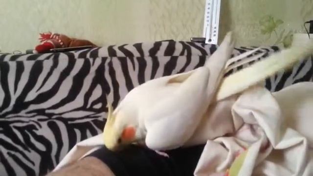 Попугай сам себя ласкать смотреть онлайн