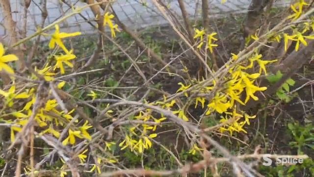 Не цветет форзиция в городском саду... смотреть онлайн
