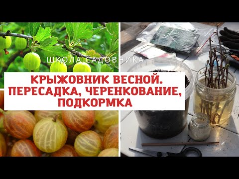 Крыжовник весной / Пересадка, подкормка, черенкование смотреть онлайн