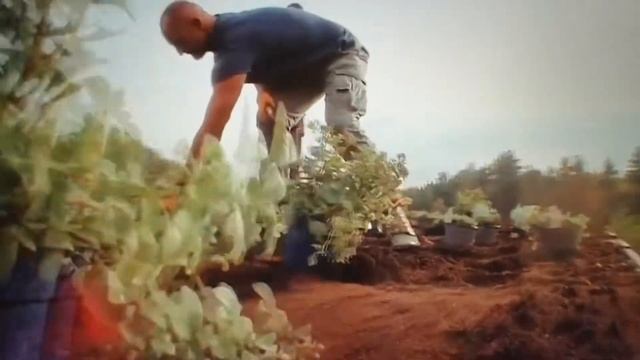 Зеленая крыша Как разбить огород или сад на крыше смотреть онлайн