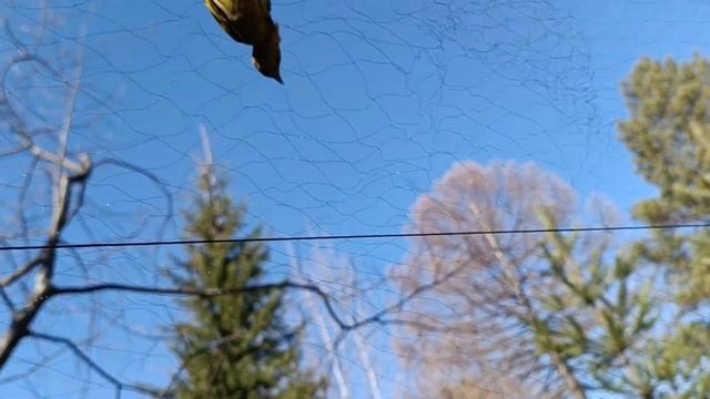 Ловля птиц чижа