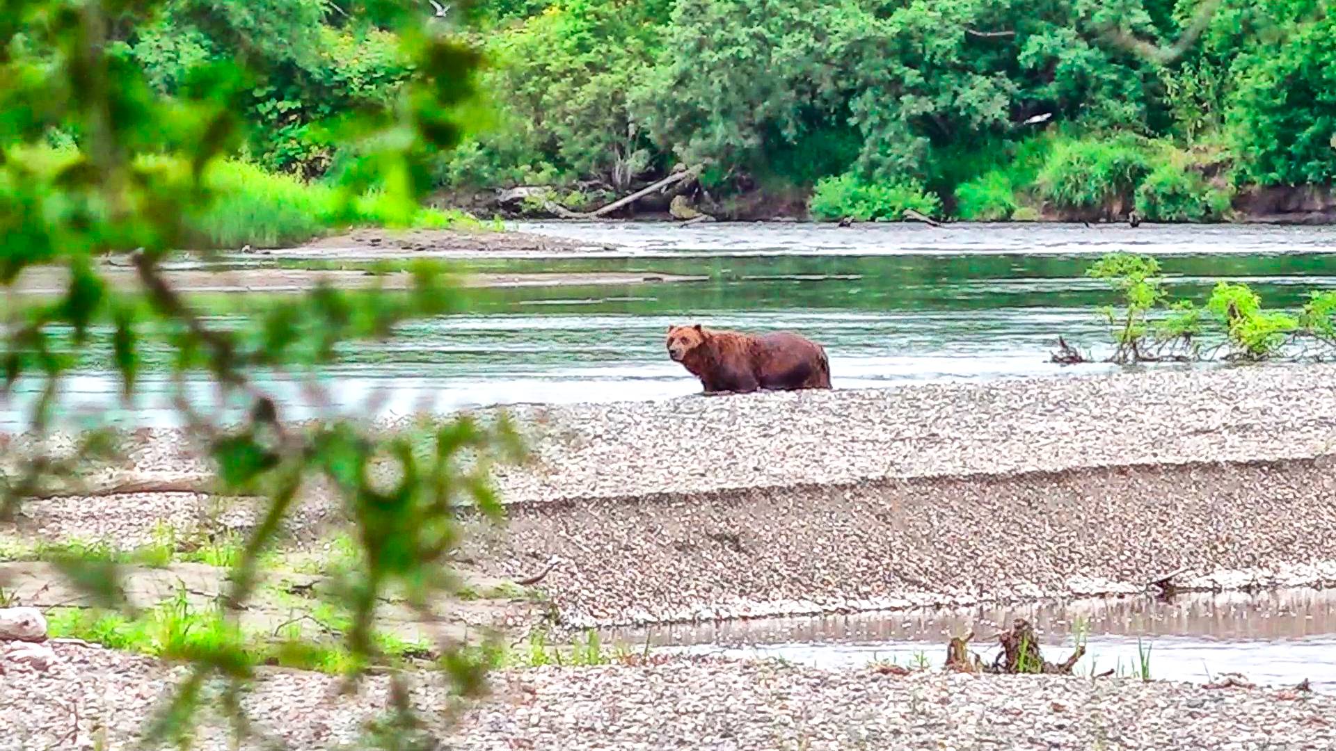 Медведь на стане! Красная икра, бешеные поклёвки рыбы, ход кеты и горбуша
