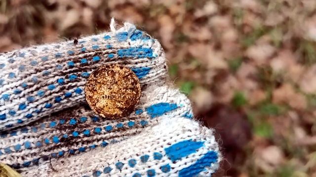 Лесной поиск недалеко от Лыткарино в Московской области. #симплекс #md #металлоискатель #лес