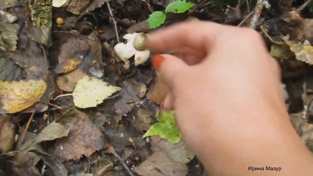 Грибы в середине сентября. Подосиновики и кормушка для зверья. смотреть онлайн