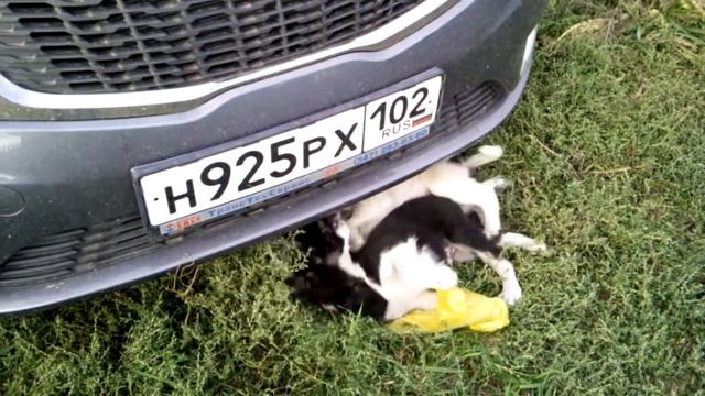 Борьба собак смотреть онлайн