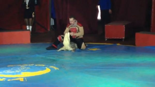 Circus in Moscow, circus animals, circus show, Cirque du Soleil