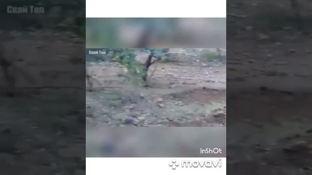 Паланг против хирс ва кракадил тенчи бадай неки смотреть онлайн