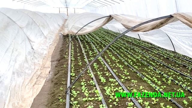 Редиска. Витрати на посів. Технологія вирощування. Селеста смотреть онлайн