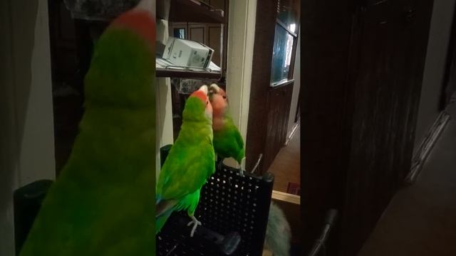 Домашние животные .Неразлучник. Попугай и зеркало. смотреть онлайн