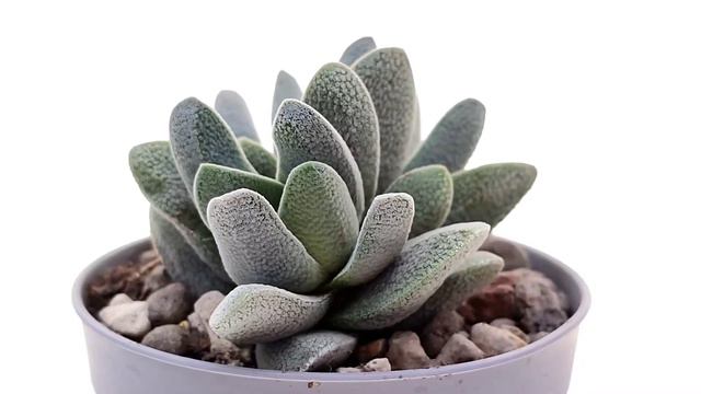 Crassula Tecta