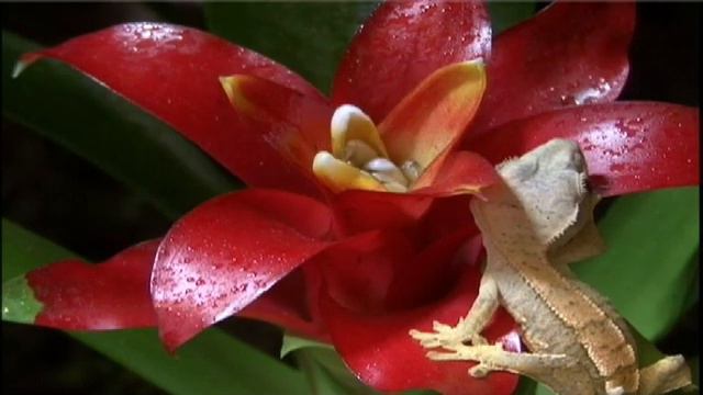 Weekly Reptile 2 - Crested Geckos смотреть онлайн