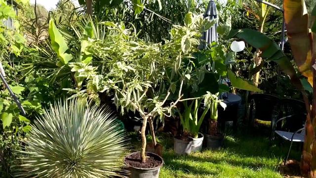 #1136-Brugmansja variegata katrin bonte.Odporna,liście cudo. Wykopki,co dalej,tysiące nasion смотреть онлайн