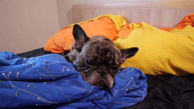 Французский бульдог в КРОВАТИ. Можно ли спать с хозяином? смотреть онлайн