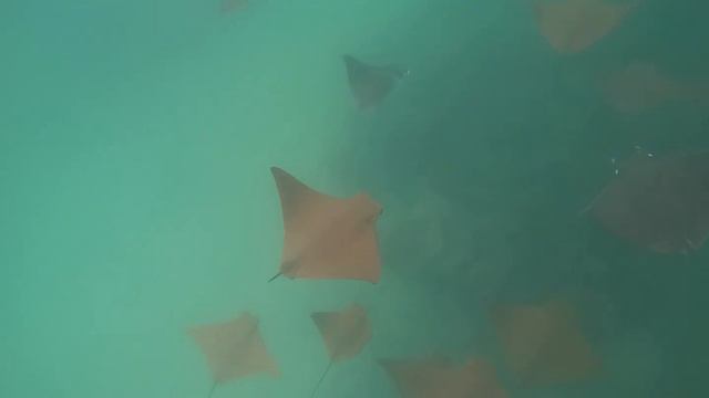 School of Golden Rays Isabela Island The Galapagos смотреть онлайн