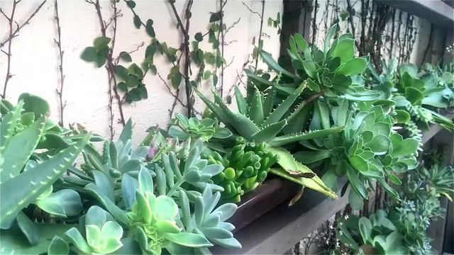 North County San Diego Video - Succulent Cafe Oceanside - Oceanside California смотреть онлайн