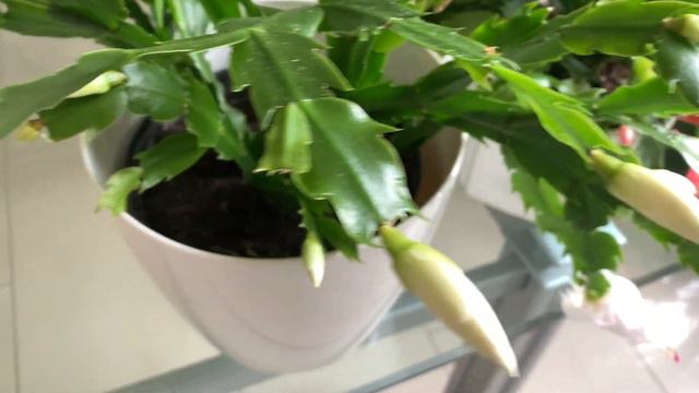 COMO CUIDAR DE FLOR-DE-MAIO CACTO-DE-NATAL SCHLUMBERGERE смотреть онлайн