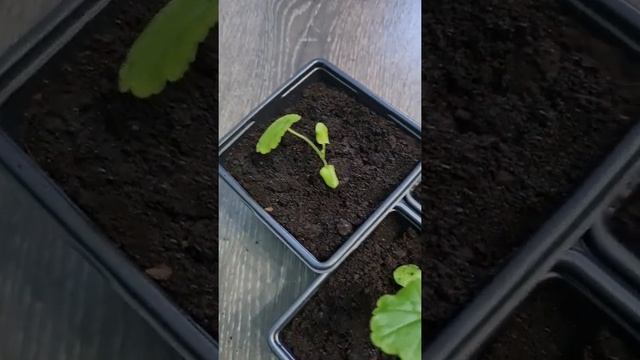 #пеларгония садовая из семян #БИОТЕХНИКА #герань мэверик скарлет #pelargonium смотреть онлайн