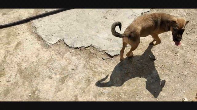 Дегельминтизация Началась Deworming Started смотреть онлайн