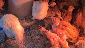 Куры голошейка от А до Я/Плюсы и минусы мясо-яичного кросса/Мой опыт/Мяса и яиц много-проблем мало