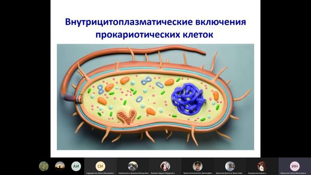 Лекция 3 Строение клеток микроорганизмов смотреть онлайн