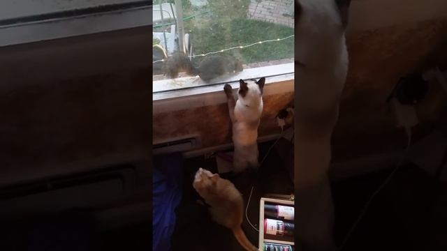 kittens react to squirrel outside window смотреть онлайн