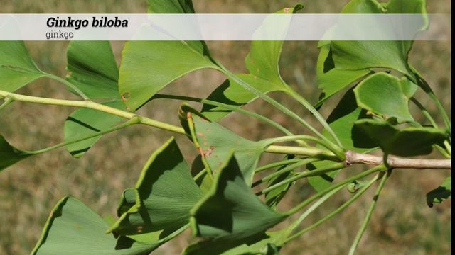 Ginkgo (Ginkgo Biloba)