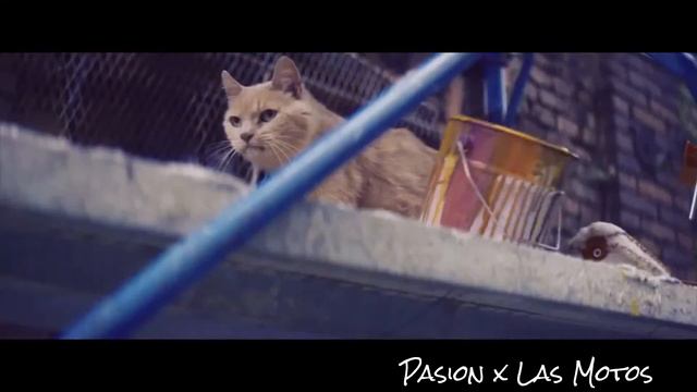 Honda Rebel 300 y 500 en busca de una nueva generación de moteros смотреть онлайн