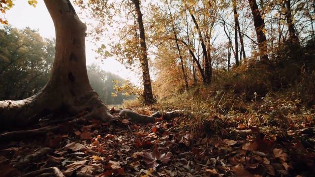 природа краса земли.очень красивые моменты в лесу и красивая музика и звуки природы. смотреть онлайн