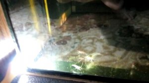 Разведение креветки Амано | Ничего не делаю уже три недели , соленость 25 личинки живые.