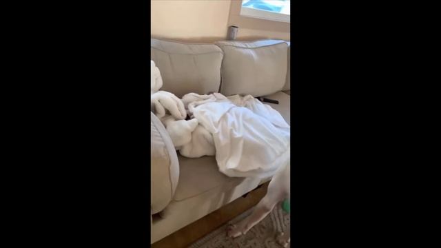 Funniest Cats And Dogs Videos  - Best Funny Animal Videos 2023