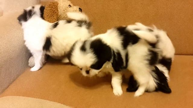 Японские хины.