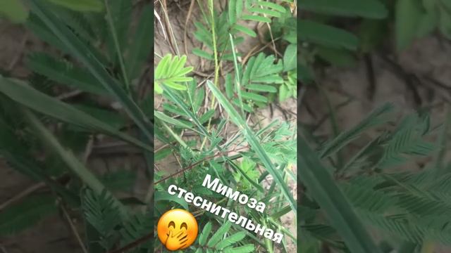 Всегда мечтал увидеть своими глазами это чудо растение смотреть онлайн