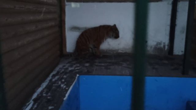Шкодик???❤ смотреть онлайн