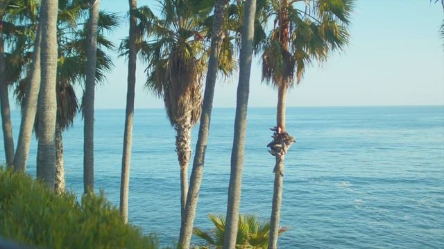 Море,пальмы🌹🌹🌹.Sea, palm trees смотреть онлайн