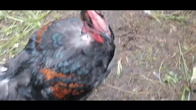 Первое Кукареку! Голошейные петухи и Доминанты. Возраст 3 месяца.Цветной бройлер. смотреть онлайн