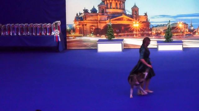 Вологдина Елена  Аляскинский Маламут Angel Of Alaska Amadar Амадар Новички