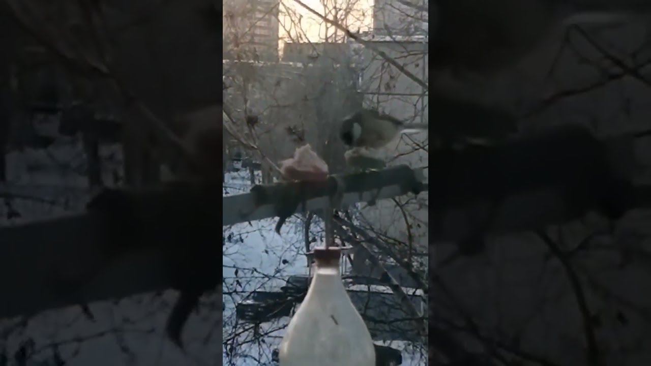 Синицы на кормушке. Семечки, сало... смотреть онлайн