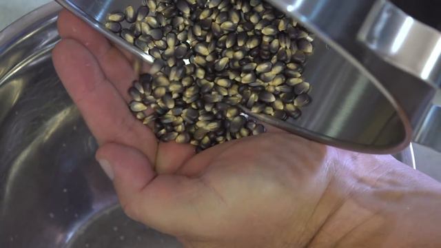 Does Homegrown Purple Popping Corn Pop Purple? смотреть онлайн