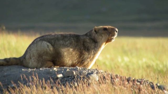 Сурок тарбаган,  Укок