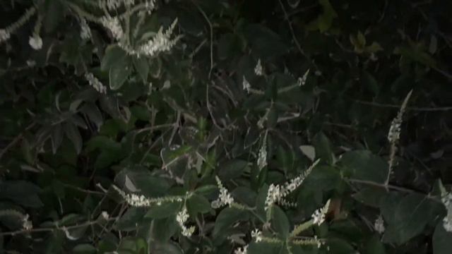 Almond Verbena смотреть онлайн